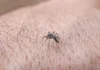 Mosquito da dengue: 49,2 dos munícipios avaliados estão em alerta Mosquito da dengue: 49,2 dos munícipios avaliados estão em alerta