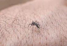Mosquito da dengue: 49,2 dos munícipios avaliados estão em alerta Mosquito da dengue: 49,2 dos munícipios avaliados estão em alerta