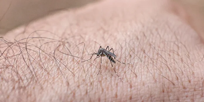 Mosquito da dengue: 49,2 dos munícipios avaliados estão em alerta Mosquito da dengue: 49,2 dos munícipios avaliados estão em alerta