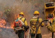 Queimadas levam 36 cidades do AM a reconhecer situação de emergência Queimadas levam 36 cidades do AM a reconhecer situação de emergência