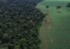 Agro cresce 561% no entorno de áreas protegidas na Amazônia em 41 anos Agro cresce 561% no entorno de áreas protegidas na Amazônia em 41 anos