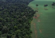 Agro cresce 561% no entorno de áreas protegidas na Amazônia em 41 anos Agro cresce 561% no entorno de áreas protegidas na Amazônia em 41 anos