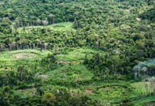 Holanda anuncia investimento de US$ 500 milhões em fundo de florestas Holanda anuncia investimento de US$ 500 milhões em fundo de florestas