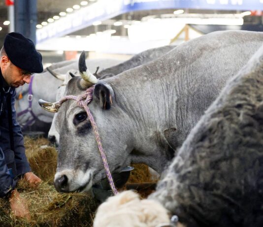 França registra 1º caso humano do vírus Shamonda que afeta animais
